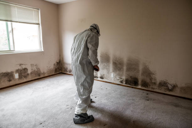 Best Mold Cleaning Services  in Waggaman, LA